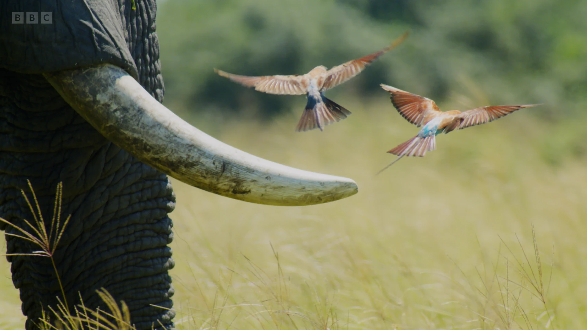 Southern carmine bee-eater (Merops nubicoides) as shown in Planet Earth II - Grasslands